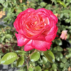 Desse - róża wielkokwiatowa - Rose - Dessa