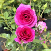 Violette Perfume - róża pnąca - Rosa - Violette Perfume