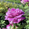 Violette Perfume - Schlingrose/Mehrblütige Rose - Rosa - Violette Perfume