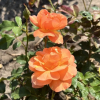 Westerland - róża parkowa - Rosa Westerland