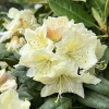 Praděd - różanecznik wielkokwiatowy - Rhododendron hybridum 'Praděd'