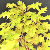 Quercus palustris 'Isabel' - Sumpf-Eiche - Quercus palustris 'Isabel'