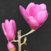 Cleopatra - magnolia Soulange’a; magnolia pośrednia - Magnolia  ×soulangeana 'Cleopatra'