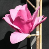 'MGEMP2012' EMPEROR PBR - magnolia - Magnolia 'MGEMP2012' EMPEROR PBR