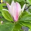 denudata 'Dan Xin' FRAGRANT CLOUD - Yulan-Magnolie - Magnolia denudata 'Dan Xin' FRAGRANT CLOUD