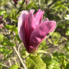 liliiflora 'Nigra' - magnolia purpurowa - Magnolia liliiflora Nigra