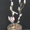 Satisfaction - Tulpen-Magnolie - Satisfaction - Magnolia soulangeana