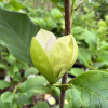 Sunsation - Magnolie - Magnolia 'Sunsation'