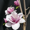 Venus - Magnolie - Venus - Magnolia ; (magnolia 'Bl T' x magnolia 'Pick's Ruby')