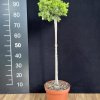 Picea abies 'Tompa' - Gemeine Fichte ; Zapfenfichte Herkunft ; Zapfen-Fichte - Picea abies 'Tompa'