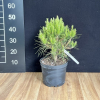 Pinus sylvestris 'Moseri' - sosna zwyczajna - Pinus sylvestris  'Moseri'
