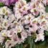Hostýn PBR - różanecznik wielkokwiatowy - Rhododendron hybridum 'Hostýn' PBR