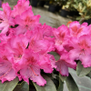 Kozakov - różanecznik jakuszimański - Rhododendron yakushimanum 'Kozakov'