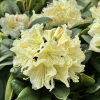 Praděd - Rhododendren Hybride - Rhododendron hybridum 'Praděd'