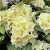 Praděd - różanecznik wielkokwiatowy - Rhododendron hybridum 'Praděd'
