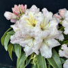 Ralsko - różanecznik wielkokwiatowy - Rhododendron hybridum 'Ralsko'