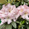 Ralsko - Rhododendren Hybride - Rhododendron hybridum 'Ralsko'