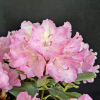 Stožec - Rhododendren Hybride - Rhododendron hybridum  'Stožec'