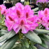 Vyšehrad PBR - różanecznik wielkokwiatowy - Rhododendron hybridum 'Vyšehrad' PBR