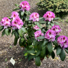 Vyšehrad PBR - Rhododendren Hybride - Rhododendron hybridum 'Vyšehrad' PBR