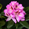 Vyšehrad PBR - różanecznik wielkokwiatowy - Rhododendron hybridum 'Vyšehrad' PBR