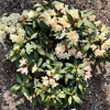 Zebín PBR - różanecznik wielkokwiatowy - Rhododendron hybridum 'Zebín' PBR