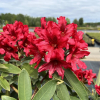 Taragona - różanecznik wielkokwiatowy - Taragona - Rhododendron hybridum