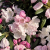 Rauhreif - Rhododendron degronianum ssp. yakushimanum x smirnowii - Rauhreif - Rhododendron degronianum ssp. yakushimanum x smirnowii