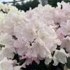 Rauhreif - różanecznik degronianum ssp. yakushimanum x smirnowii - Rauhreif - Rhododendron degronianum ssp. yakushimanum x smirnowii