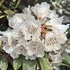 Rhododendren wiltonii - Rhododendron wiltonii