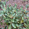 Rhododendron wasonii ssp. rhododactylum - różanecznik wasonii - Rhododendron wasonii ssp. rhododactylum