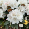 Teddy Bear - Rhododendron bureavii x degronianum ssp. yakushimanum - Teddy Bear - Rhododendron bureavii x degronianum ssp. yakushimanum