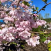 Prunus Accolade - Japanische Blütenkirsche ; japanische Zierkirsche - Prunus Accolade - Prunus serrulata Fugenzo