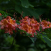 Henry’s Triumph - Azalee - Henry’s Triumph - Rhododendron (Azalea)