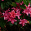 Millenium - Azalia - Millenium - Rhododendron (Azalea)
