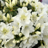 Schneezwerg - Japanische Azalee - Schneezwerg - Rhododendron