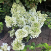 Hydrangea paniculata 'Little Alf' - hortensja bukietowa - Hydrangea paniculata 'Little Alf'