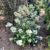 Hydrangea paniculata 'Wim's Red' PBR - hortensja bukietowa - Hydrangea paniculata 'Wim's Red' PBR