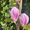 Anilou - magnolia - Anilou