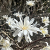 Royal Star - magnolia gwiaździsta - Royal Star - Magnolia stellata