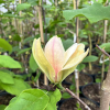 Sunsation - Magnolie - Magnolia 'Sunsation'
