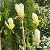 YELLOW RIVER - 'Fei Huang' - Yulan-Magnolie - Magnolia denudata 'Fei Huang' ; Magnolia denudata YELLOW RIVER