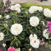 Oberschlesien - różanecznik insigne x degronianum ssp. yakushimanum - Oberschlesien - Rhododendron insigne x degronianum ssp. yakushimanum