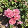 Jan - róża okrywowa - Jan - Rosa
