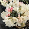 Dodori - Różanecznik jakuszimański - Dodori - Rhododendron yakushimanum