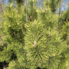 Pinus mugo 'Frühlingsgold' - sosna kosodrzewina; sosna górska - Pinus mugo 'Frühlingsgold'