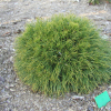 Pinus mugo 'Varella' - Bergkiefer - Pinus mugo 'Varella'