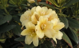 Karibia - Rhododendron hybrid - Karibia - Rhododendron hybridum