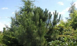 Pinus nigra 'Géant de Suisse' - Schwarzkiefer - Pinus nigra 'Géant de Suisse'