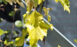 Betula pendula 'Schneverdinger Goldbirke' - Swedish Birch - Betula pendula 'Schneverdinger Goldbirke'